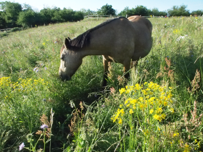 Milkka broutant