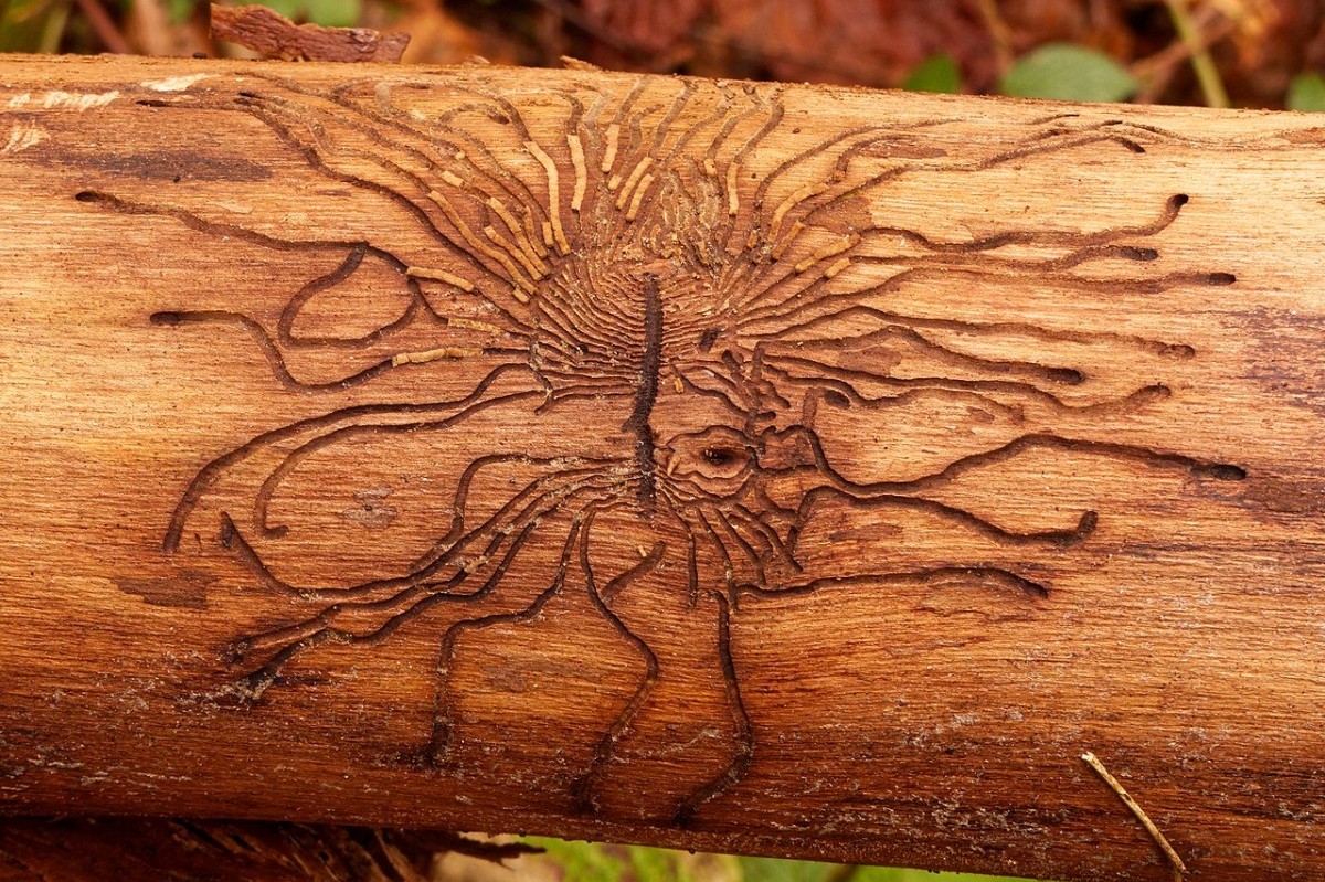 Bois gravé par les larves de scolytes