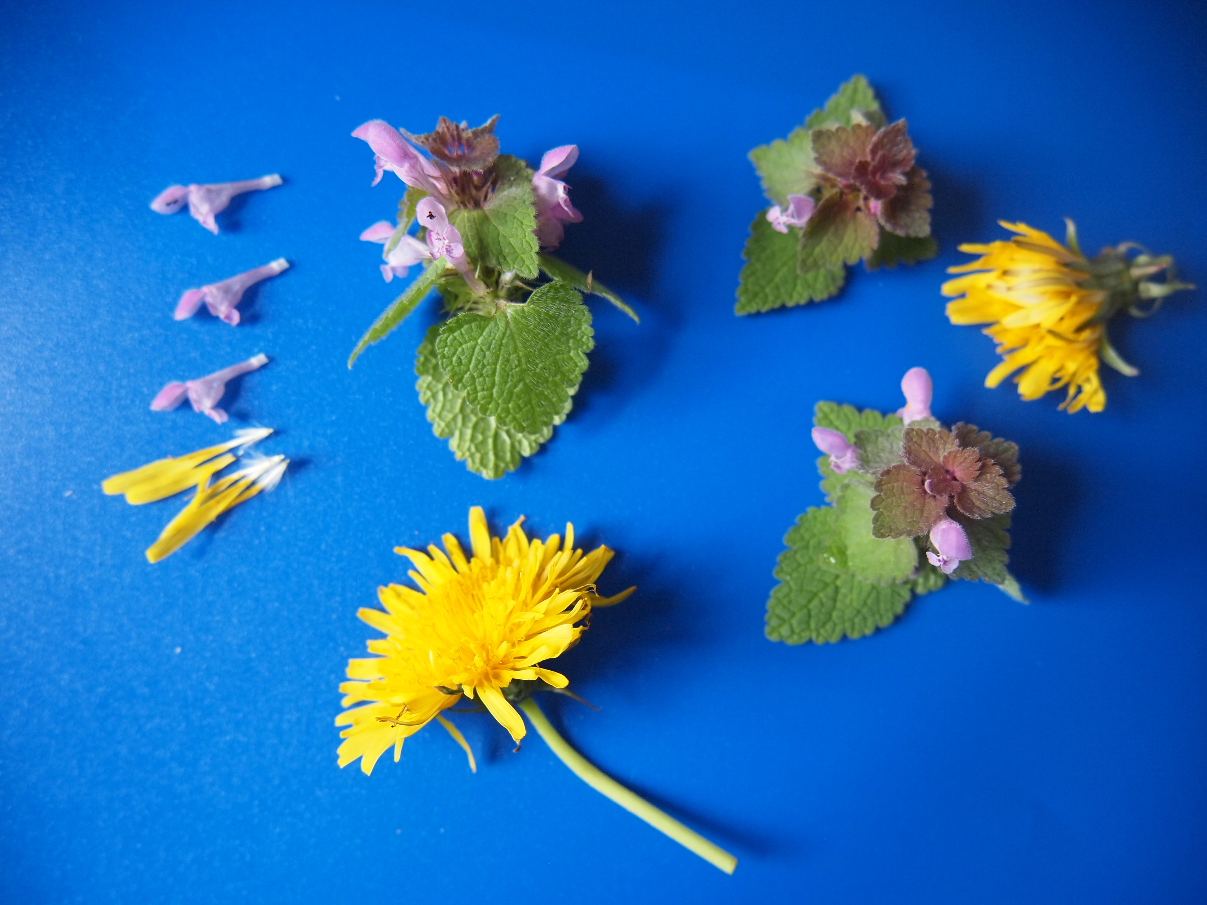 Fleurs de lamier pourpre et inflorescence de pissenlit